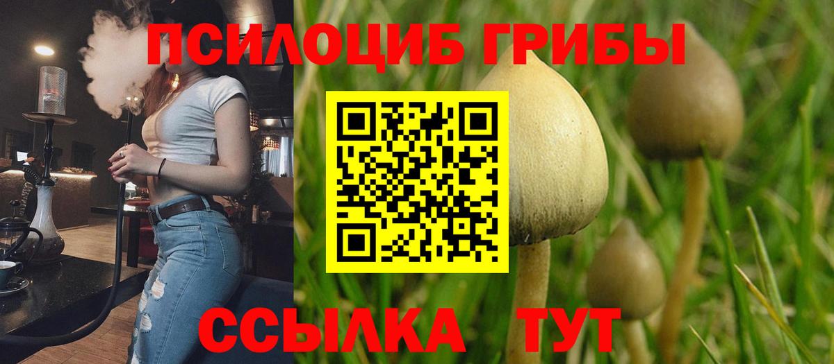 где можно купить наркотик  Псилоцибиновые грибы Magic Shrooms  Вход с VPN  Петропавловск-Камчатский  Псилоцибиновые грибы Psilocybe 